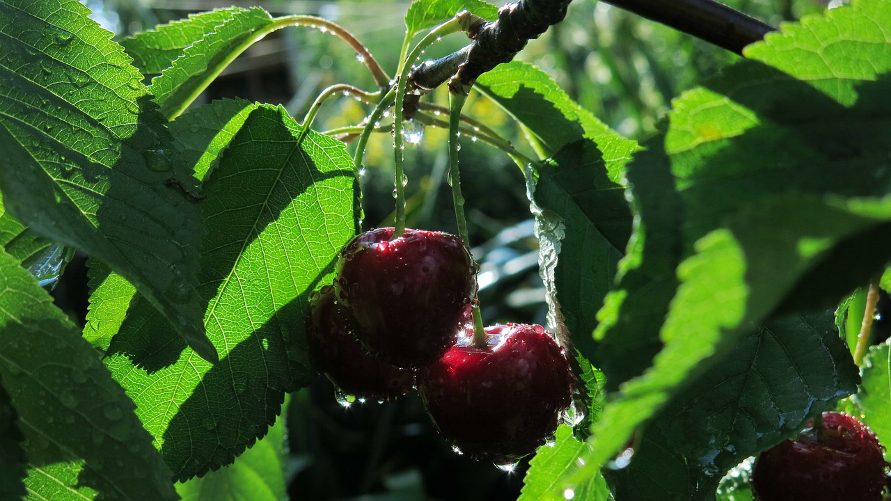 ¿cuál Es La Diferencia Entre Cereza Y Picota Jardineria Arceemk 0221